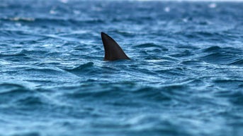 Top tips to keep you safe from sharks while swimming in the ocean