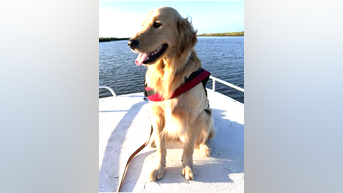 'MIRACLE' dog found after boat crash