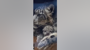 WATCH: Gorgeous leopard born at zoo