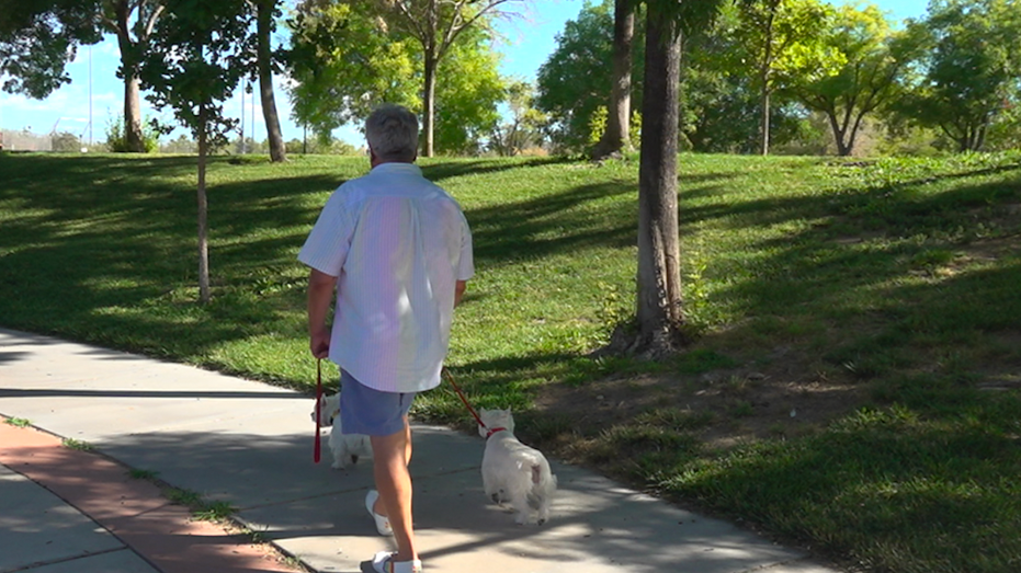 A man walking two dogs